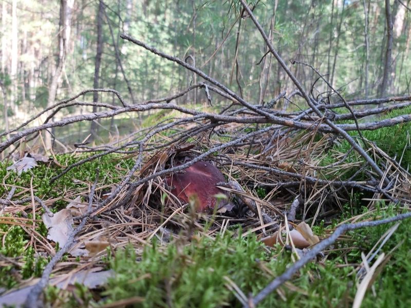 Фото «Вывозят вёдрами»: новосибирцы хвастаются богатым урожаем грибов 5